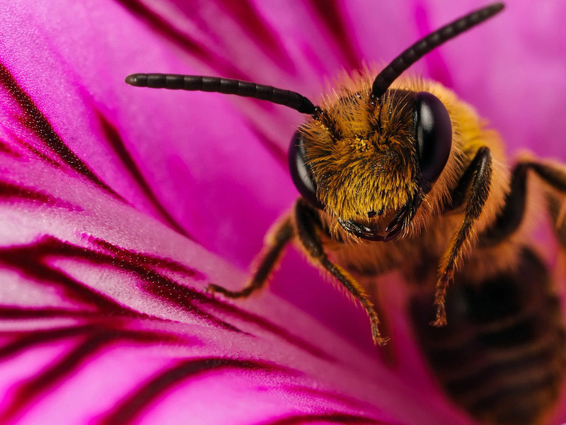 Пчела на розовом цветке