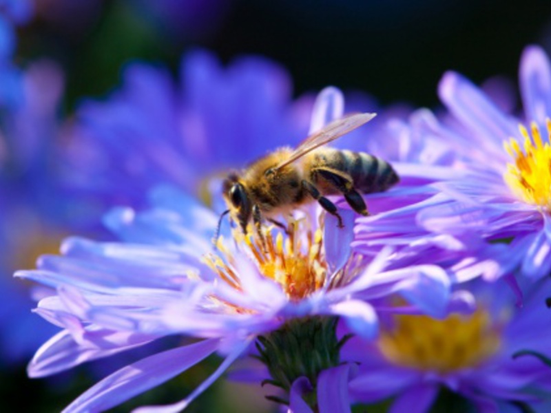 Пчела на цветущем лугу