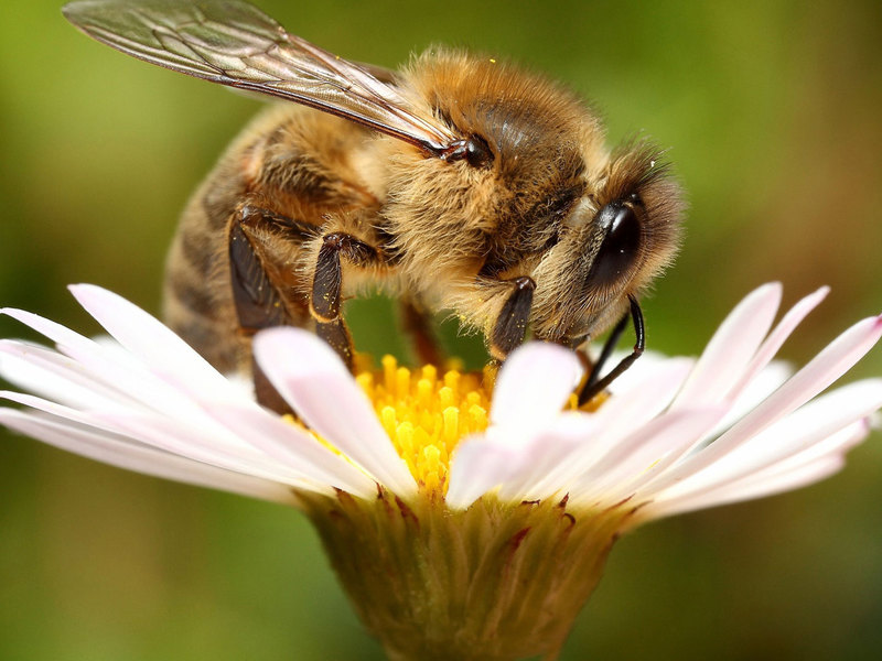 Макросъемка пчелы
