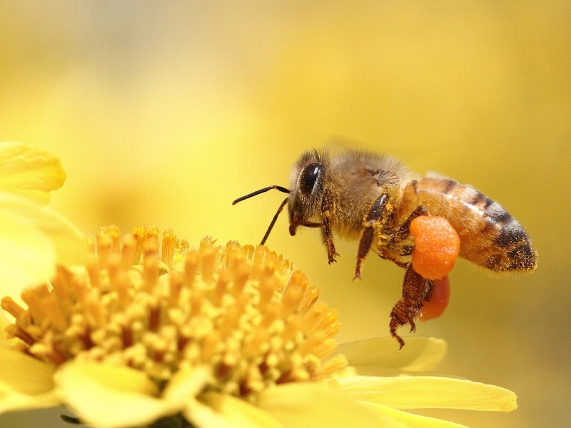 Пчела собирает мед
