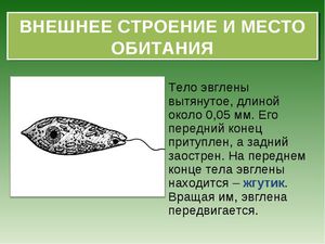 Строение зеленой эвглены