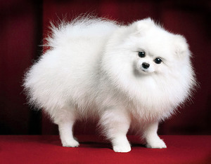 Померанский шпиц