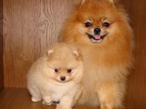 Собаки: померанский шпиц