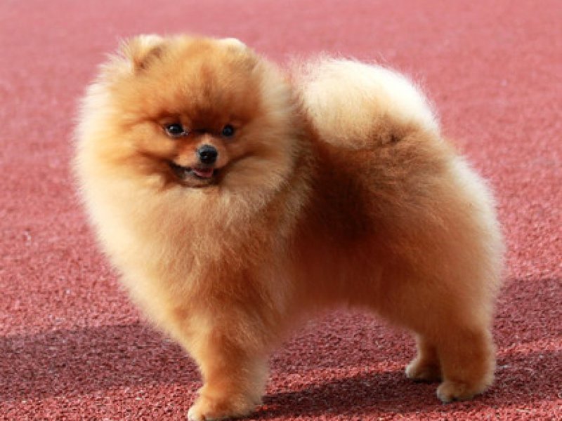 Популярная порода — померанский шпиц