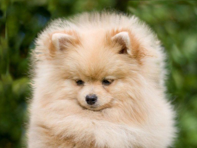 Собаки: порода померанский шпиц