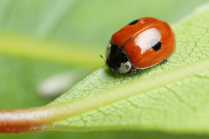 Двухточечная божья коровка сидит на листочке