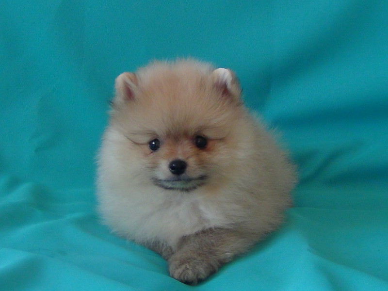 Как выглядит померанский шпиц