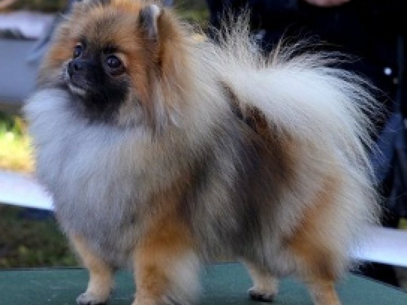 Миниатюрный померанский шпиц