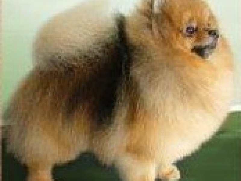 Популярная порода — немецкий шпиц