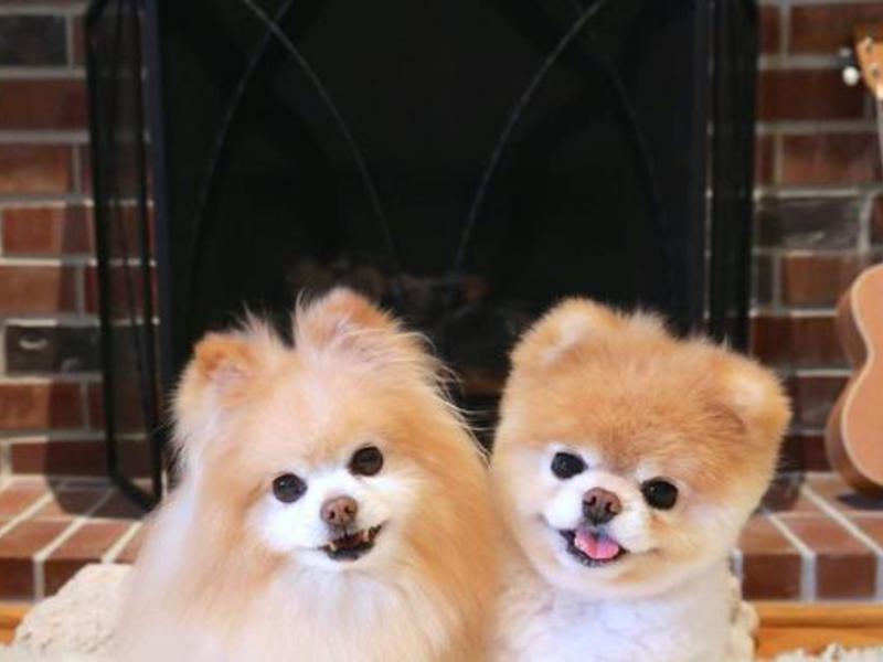 Породистые собаки — померанский шпиц