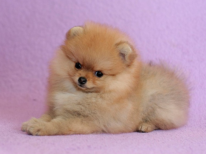 Щеночки собаки померанского шпица