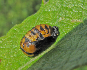 Кокон божьей коровки существует от 7 до 10 дней