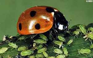 Божья коровка поедает тлю