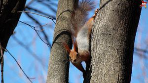 Чем кормить белок в парке: что едят и что нельзя давать