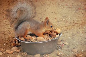 Питание белки в зоопарке