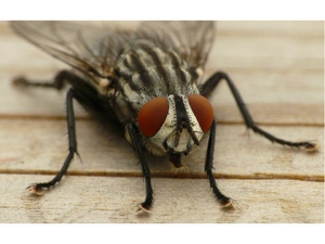 Присоски на лапах у мухи