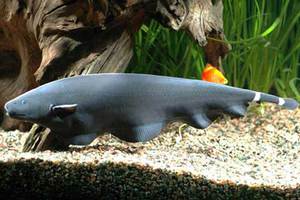 Аптеронотус белокаймовый - красивые рыбки для акквариума