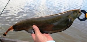 Аптеронот - рыбка черный нож в аквариуме