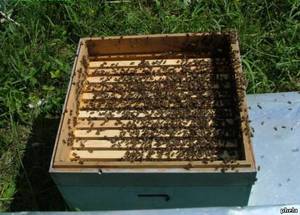 Как правильно ухаживать за пчелами