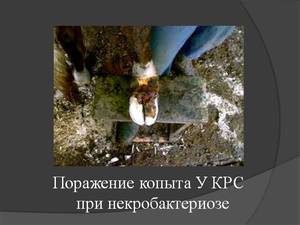 Заболевание некробактериоз