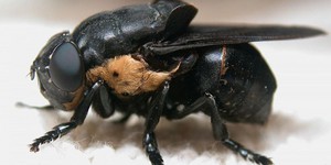 Стадии становления личинки овода