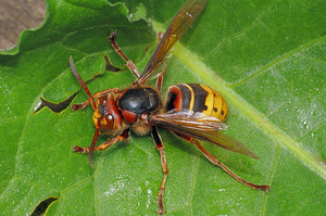 Шершень обыкновенный - характеристика
