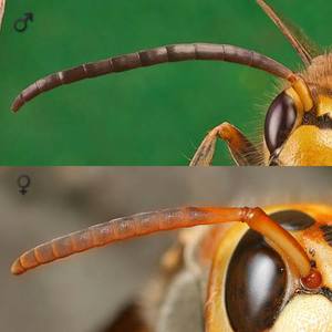 Сравнение усиков у шершней