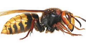 Шершень - вид сбоку