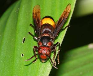 Шершень Тропический на листике