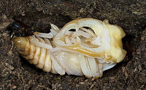  личиночная стадия жука