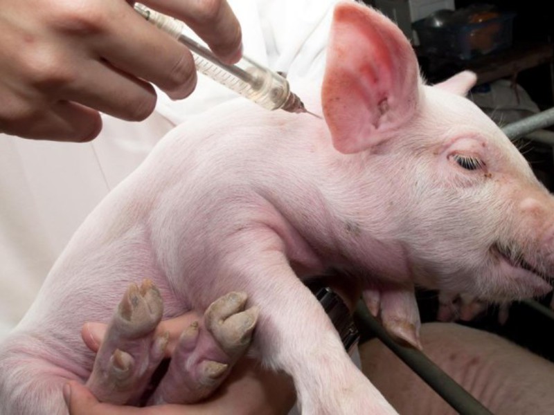 Амоксициллин для свиней