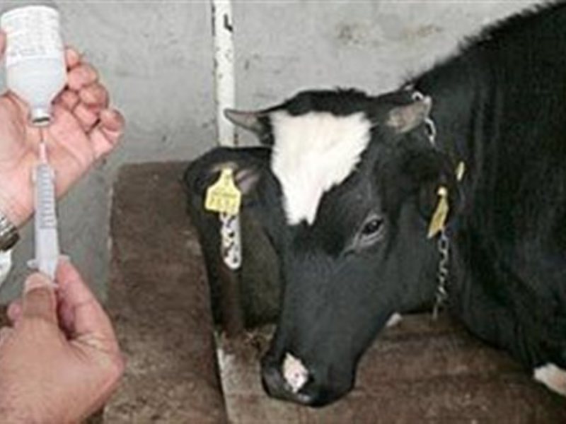 Амоксициллин  для коров