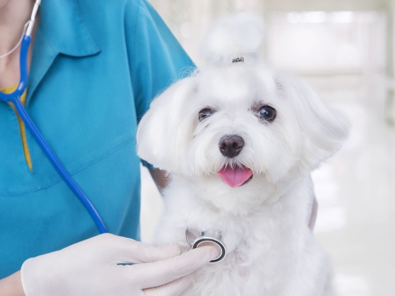 Амоксициллин  для собак