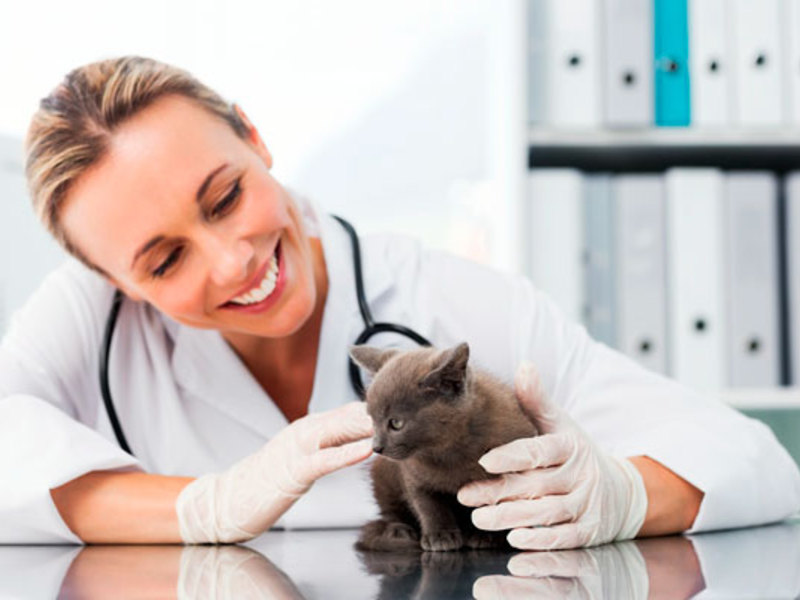 Амоксициллин для кошек