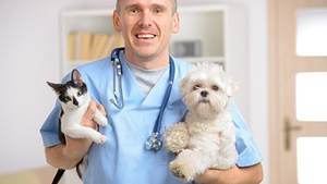 Амоксициллин для применения животным прилагается инструкция        