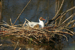 Речная чайка - гнездо