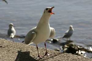 Брачующиеся озёрные чайки