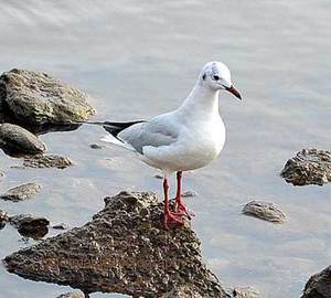 Зимовка речной чайки