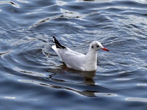 Речная чайка в воде