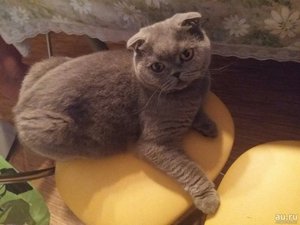 Уход за шотландским вислоухим котёнком