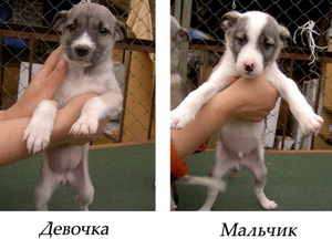 Физиологический способ