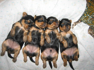 Определение пола по внешнему виду