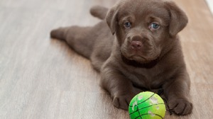 Определение пола собаки