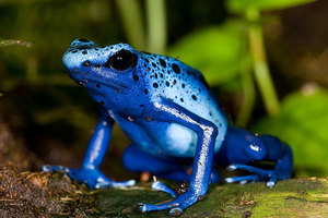 Описание самых ядовитых животных в Южной Америке