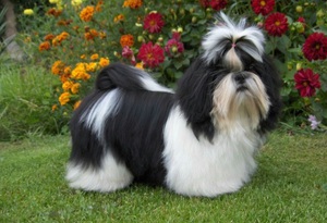 Характеристика породы собак Ши тцу