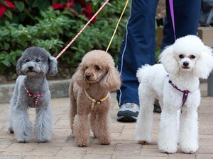 Преимущества собак пуделей