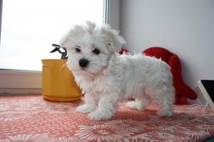 Описание Мальтийских болонок