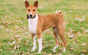 Перечень охотничьих не линяющих пород собак