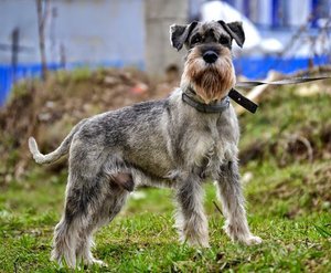 Характеристика собак породы Миттельшнауцер