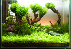 Аквариумное растение Риччия